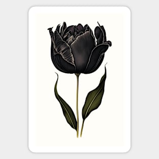 Black Tulip Magnet